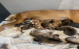 Mixed Breed dogs for sale: Bullsky puppies  - Advert 9