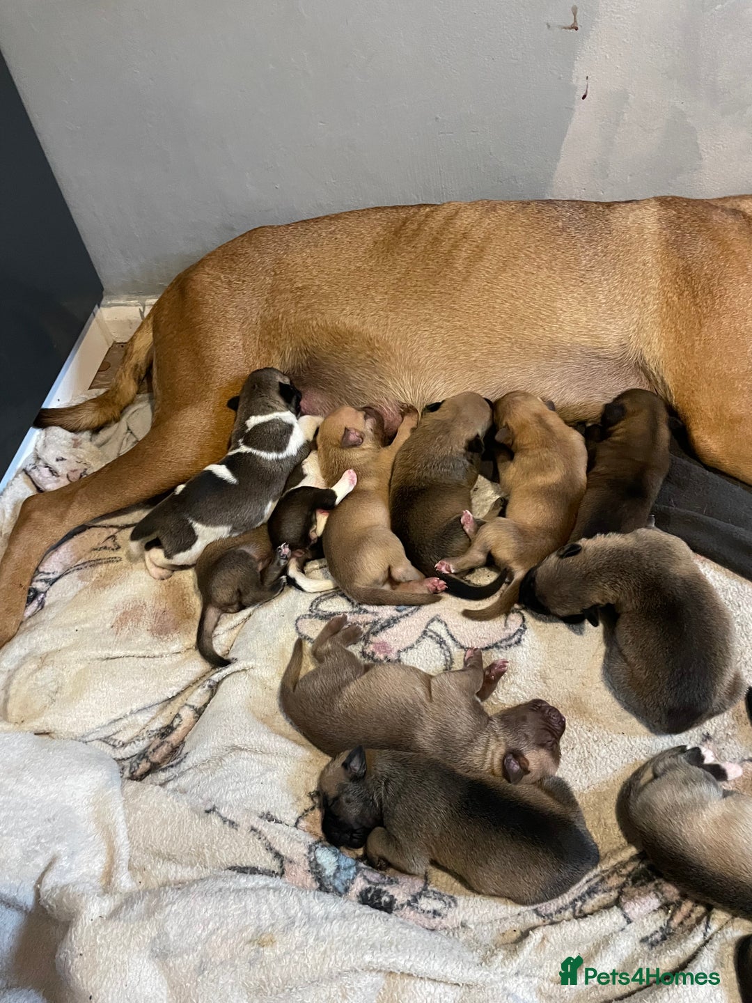 Mixed Breed dogs for sale: Bullsky puppies  - Advert 9