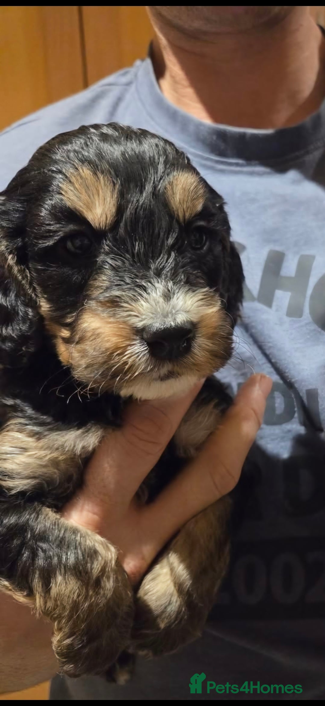 Cockapoo dogs for sale: Beautiful F1b cockapoo puppies  - Advert 6