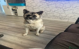Akita dogs for sale: Skye. 7 years  - Image 3