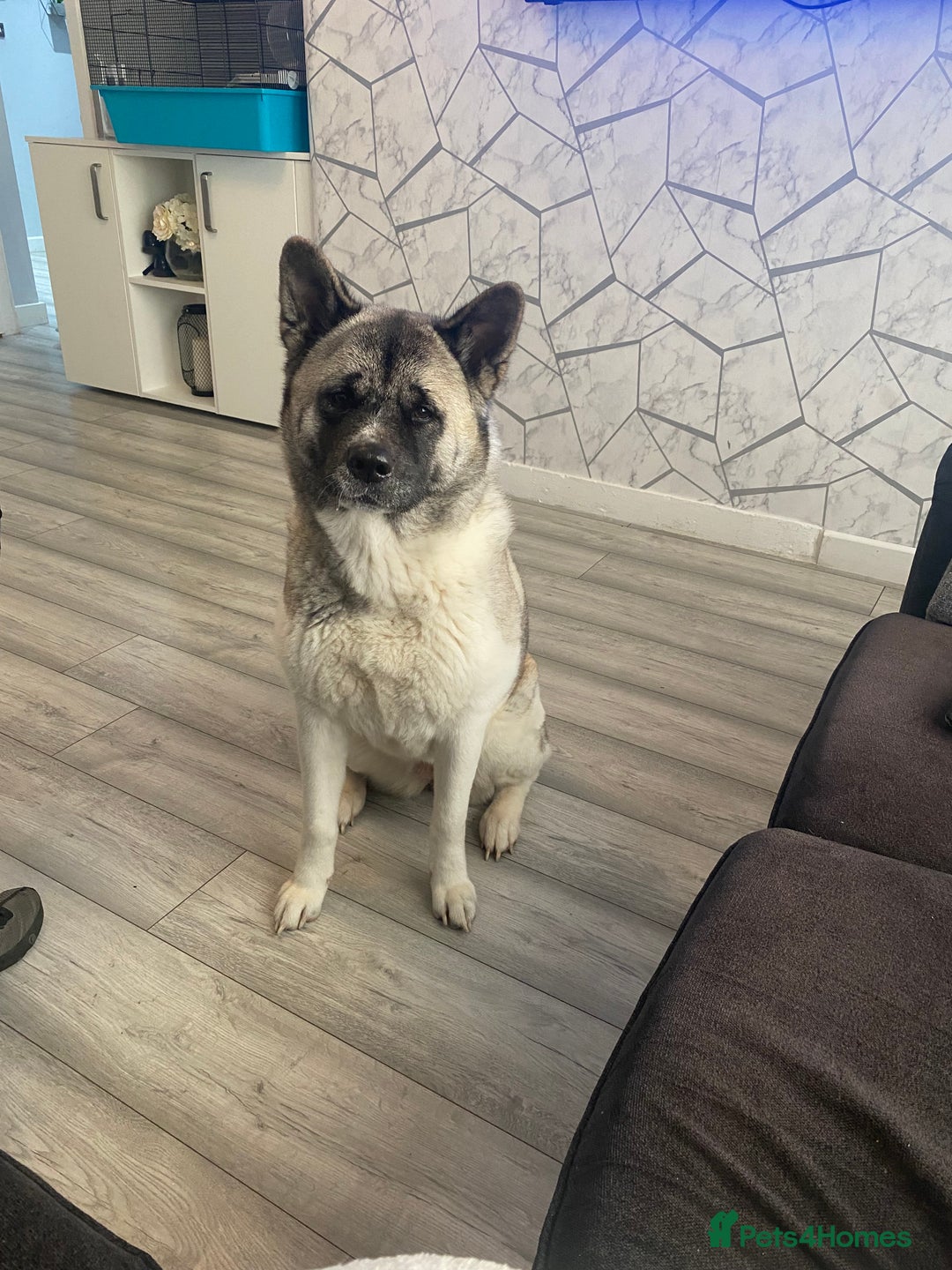 Akita dogs for sale: Skye. 7 years  - Image 3