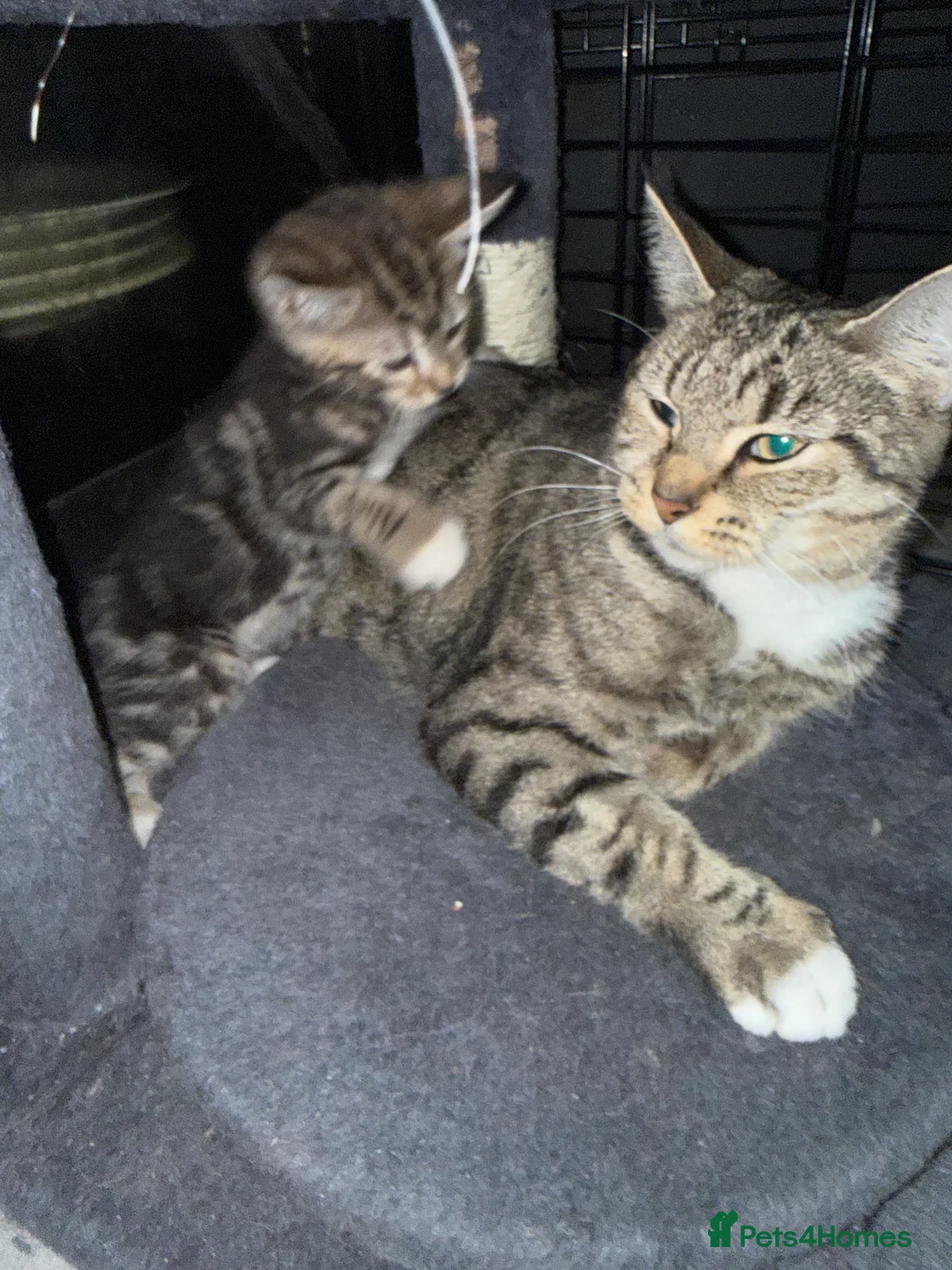 Mixed Breed cats for sale: Mixed breed kittens  - Advert 5