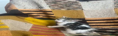 Mixed Breed 6