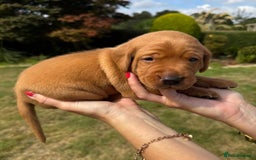 Labrador Retriever dogs for sale: ❤️ 🐾 KC registered Fox Red Labrador Pups, Angus - Image 9