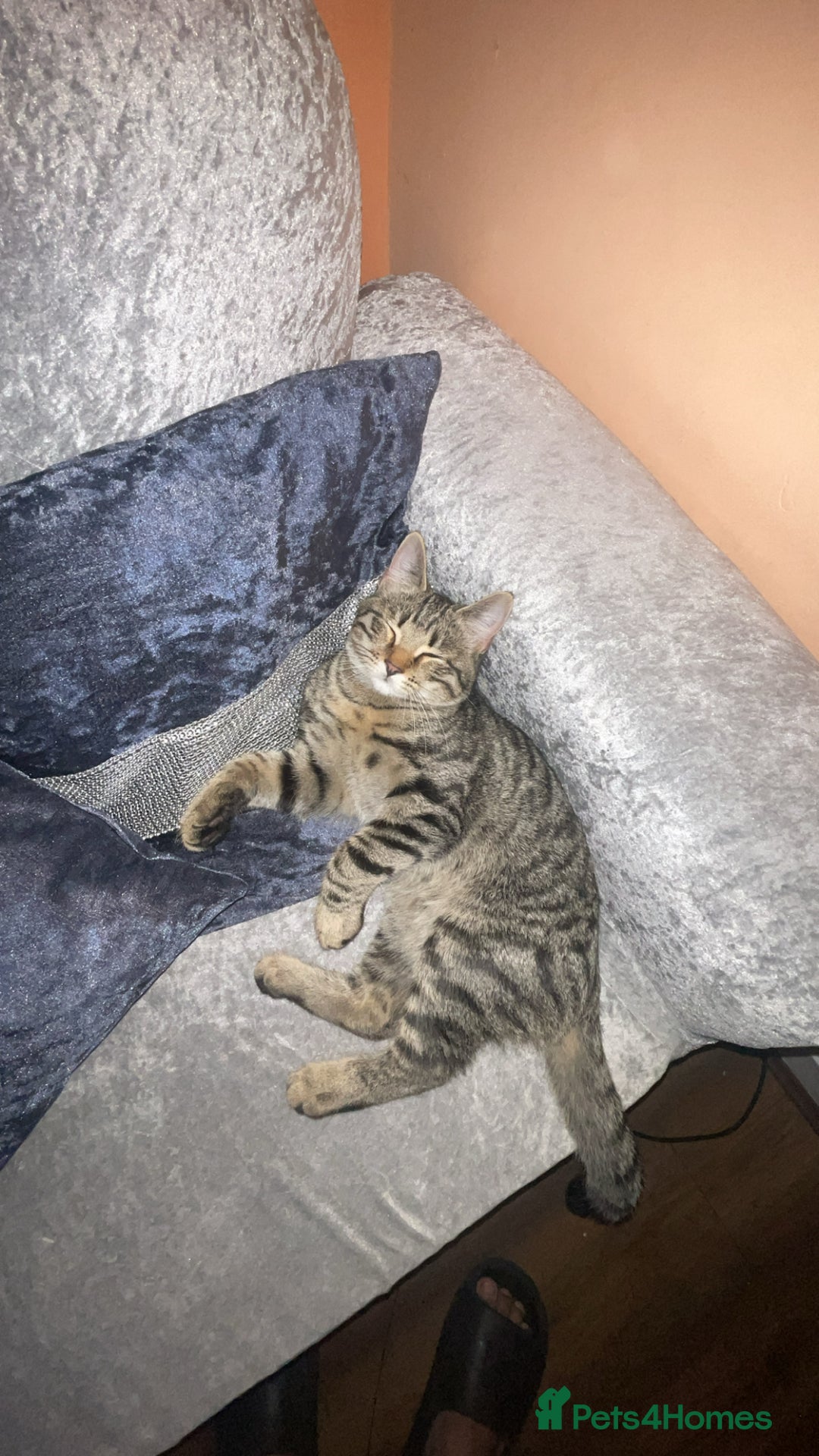 Mixed Breed cats for sale: Beautiful Tabby looking kitty - Advert 4