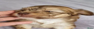Chinese Crested 4