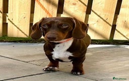 Miniature Dachshund dogs for stud: Chocolate & Tan (carries long) Stud in Dalry - Image 6