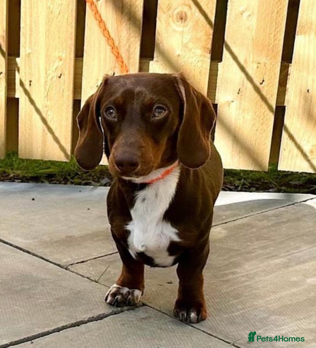 Miniature Dachshund dogs for stud: Chocolate & Tan (carries long) Stud in Dalry - Image 6