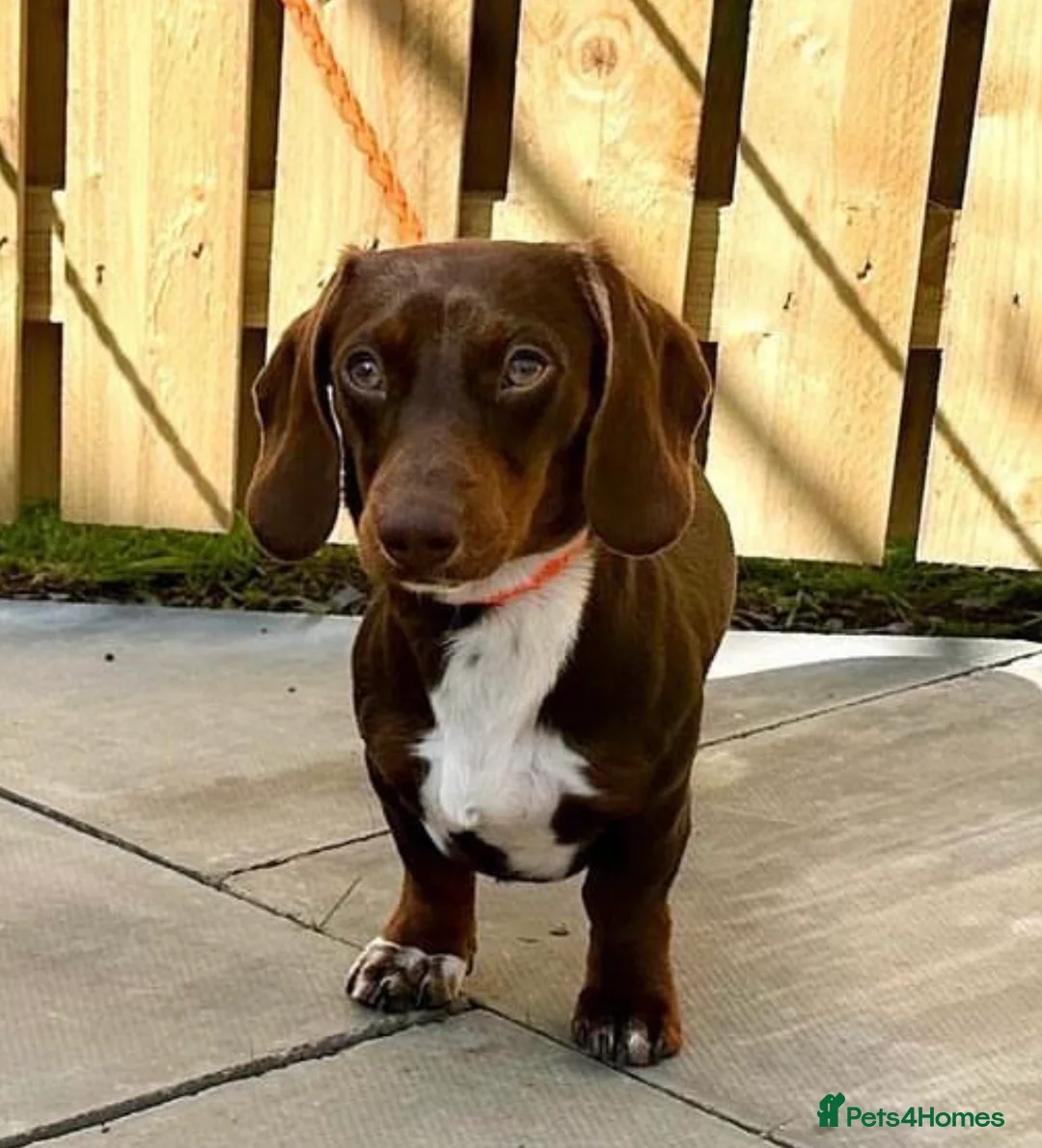 Miniature Dachshund dogs for stud: Chocolate & Tan (carries long) Stud in Dalry - Advert 6
