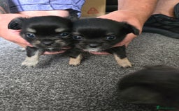 Chihuahua dogs for sale: Beautiful small.long haired chihuahua boys - Image 10