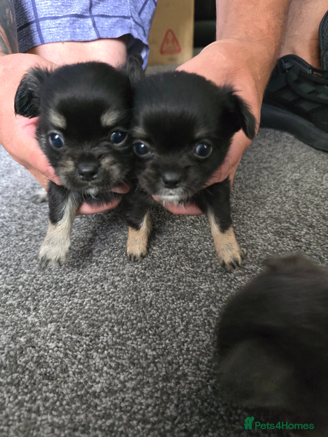 Chihuahua dogs for sale: Beautiful small.long haired chihuahua boys - Image 10