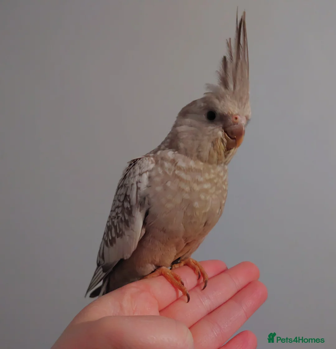 Cockatiels birds for sale: Hand reread silly tame DNA sexed baby cockatiels  - Advert 34