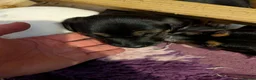 Jack Russell dogs for sale: Docked (vet papers)Traditioal Jack Russel  - Advert 25
