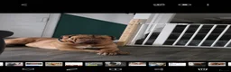 Dogue De Bordeaux dogs for sale: TINKERBELL 5 YEAR OLD DOGUE DE BORDEAUX  - Advert 1