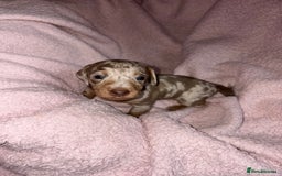 Dachshund dogs for sale: Isabelle and tan dachshund pups  - Image 6