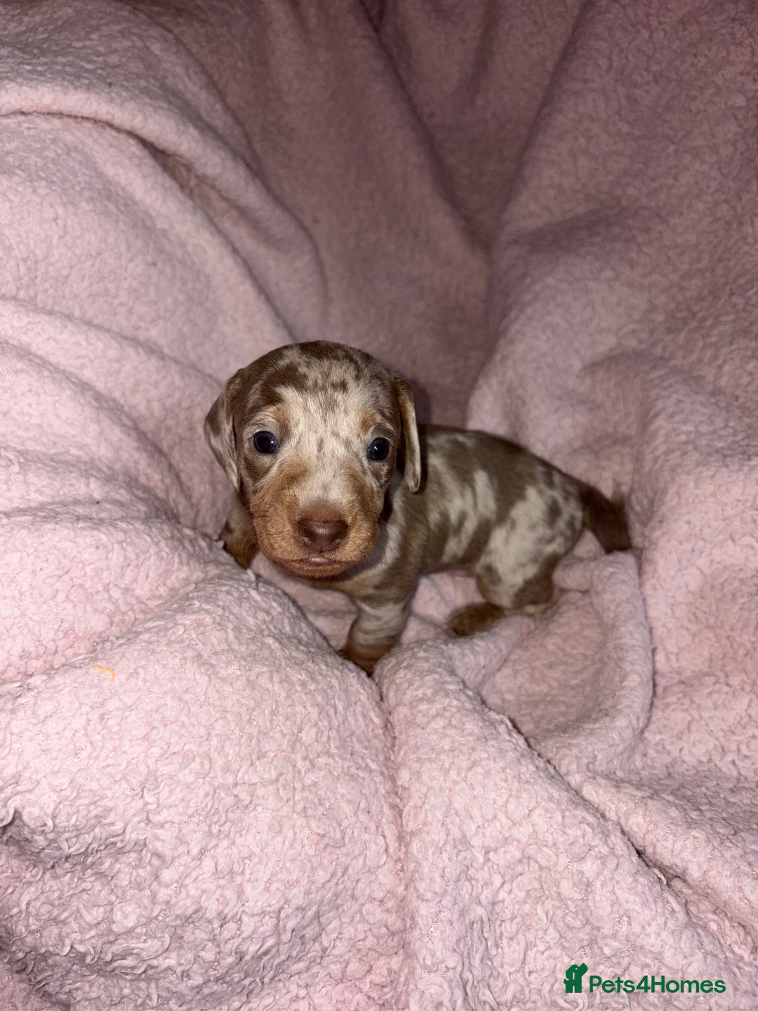 Dachshund dogs for sale: Isabelle and tan dachshund pups  - Image 6