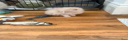 Mixed Breed cats for sale: Maine coon cross ragdoll in Mansfield - Advert 9