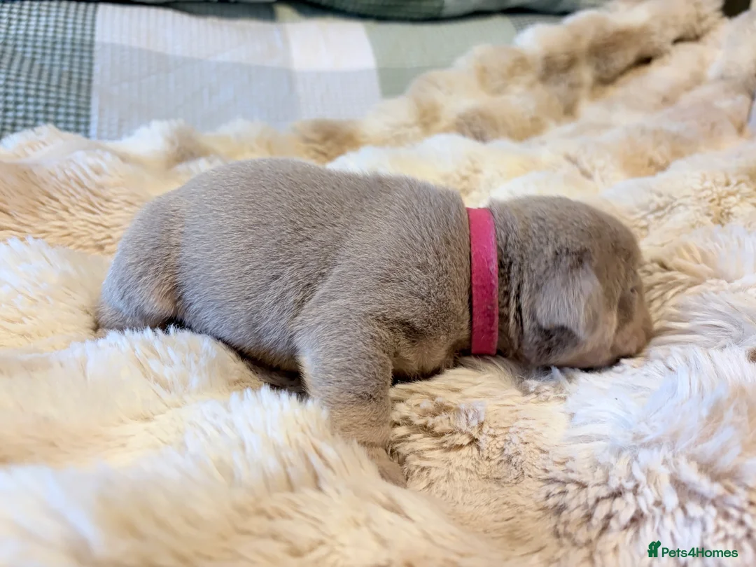 English Bulldog dogs for sale: KC English Bulldog Puppies Exceptional Quality  - Advert 8