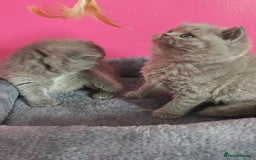 British Shorthair cats for sale: Stunning Teddy bear BSH kittens  GCCF  - Image 9