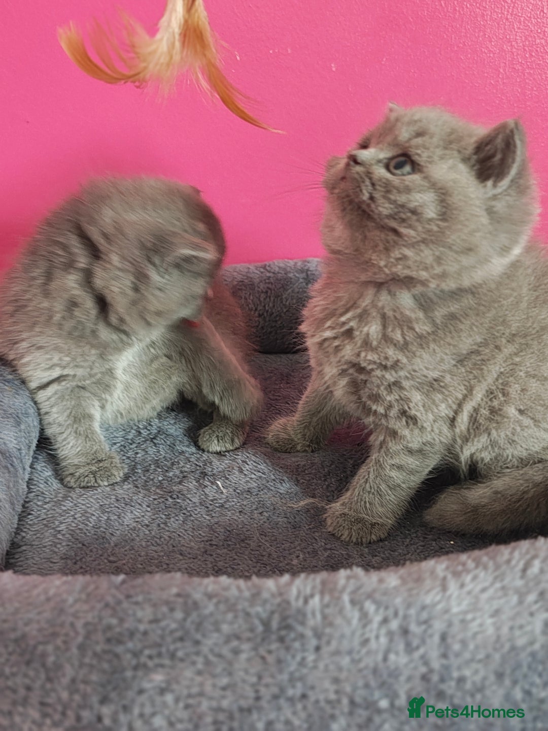 British Shorthair cats for sale: Stunning Teddy bear BSH kittens  GCCF  - Image 9