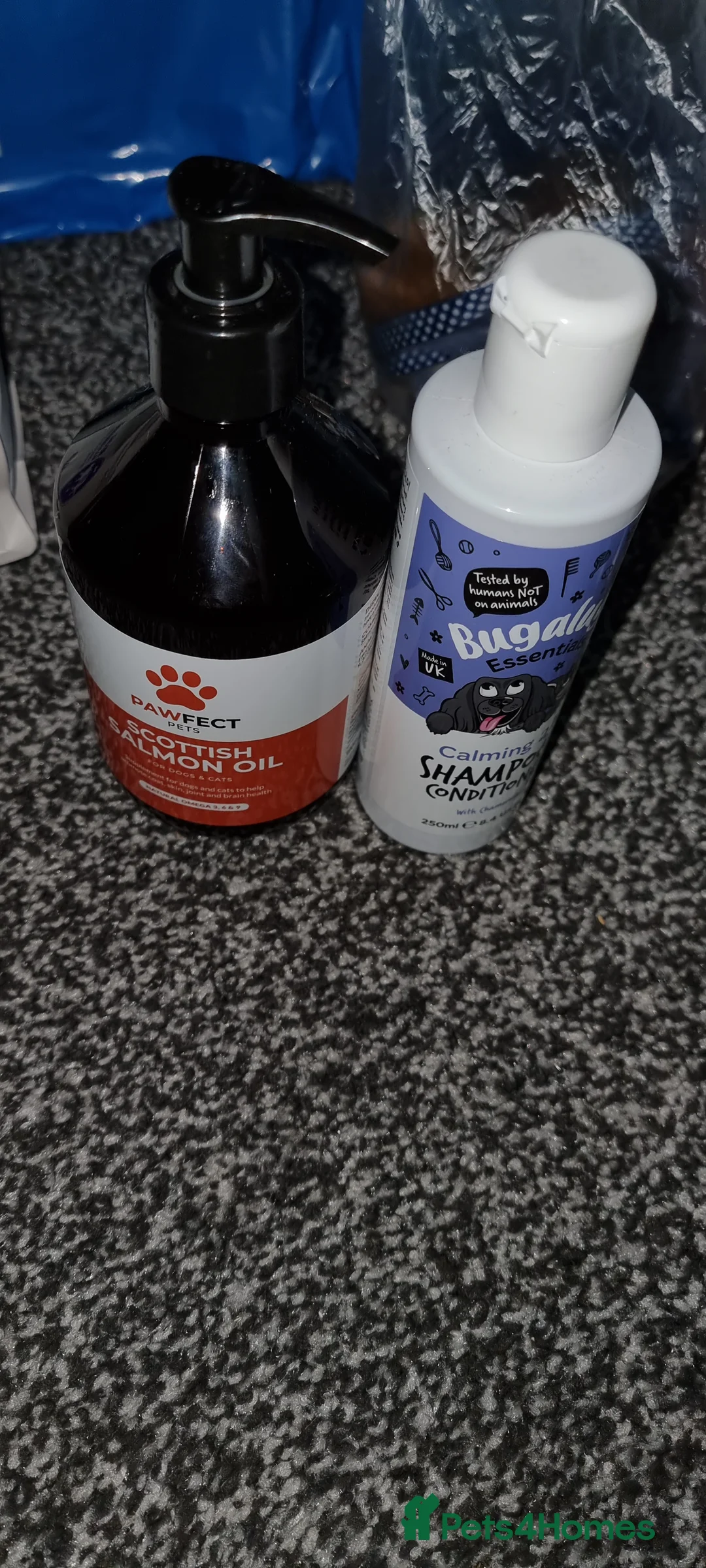 Russian Blue cats for sale: Blue Russian Cat Looking for a Loving Home - Advert 12