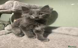 Domestic Shorthair cats for sale: Cute kittens in Dagenham - Image 30