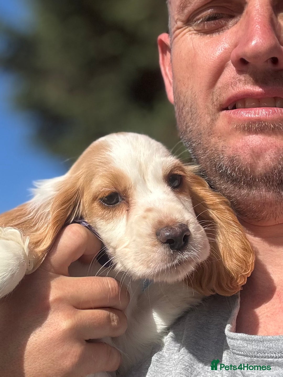 Cocker Spaniel dogs for sale: Cocker Spaniel Puppies (10 weeks - Ready to go) - Image 1