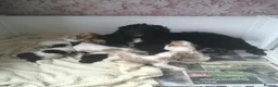 Cockapoo dogs for sale: Beautiful Cockerpoo Puppies.  - Advert 13