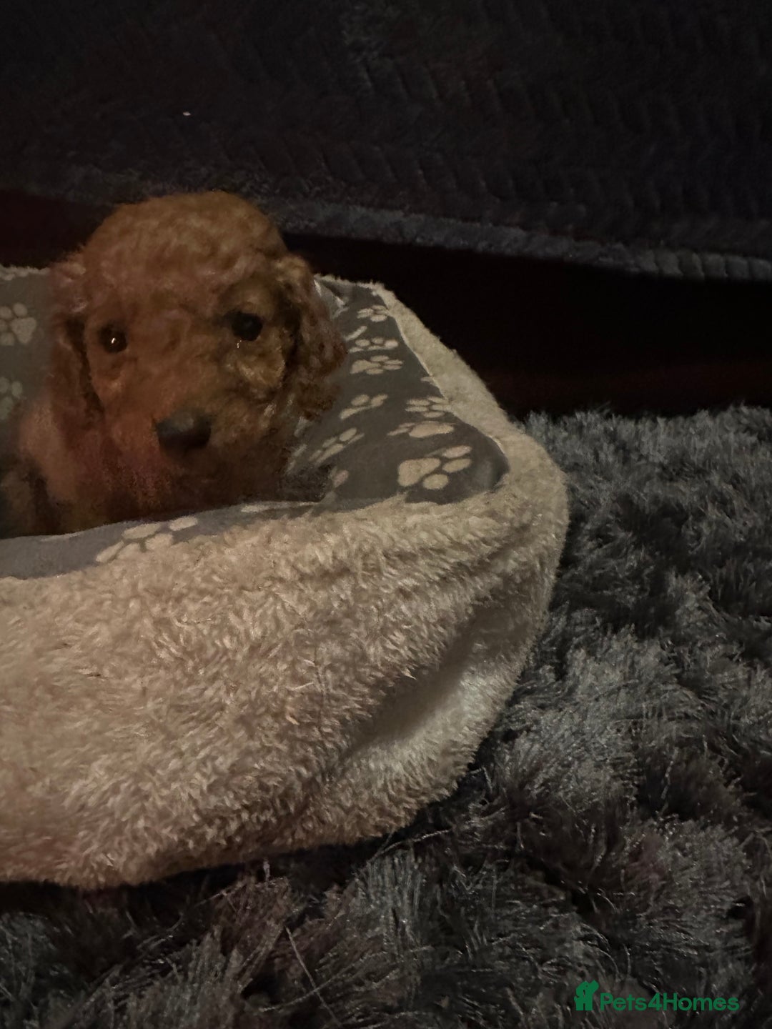 Cockapoo dogs for sale: F3 cockapoo puppies  - Advert 8