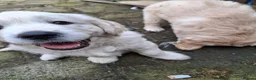 Golden Retriever dogs for sale: Ready now - male chunky cream Golden Retriever  - Advert 2