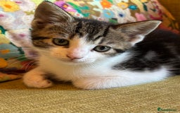 Mixed Breed cats for sale: 7 happy kittens ready for their new home - Image 1