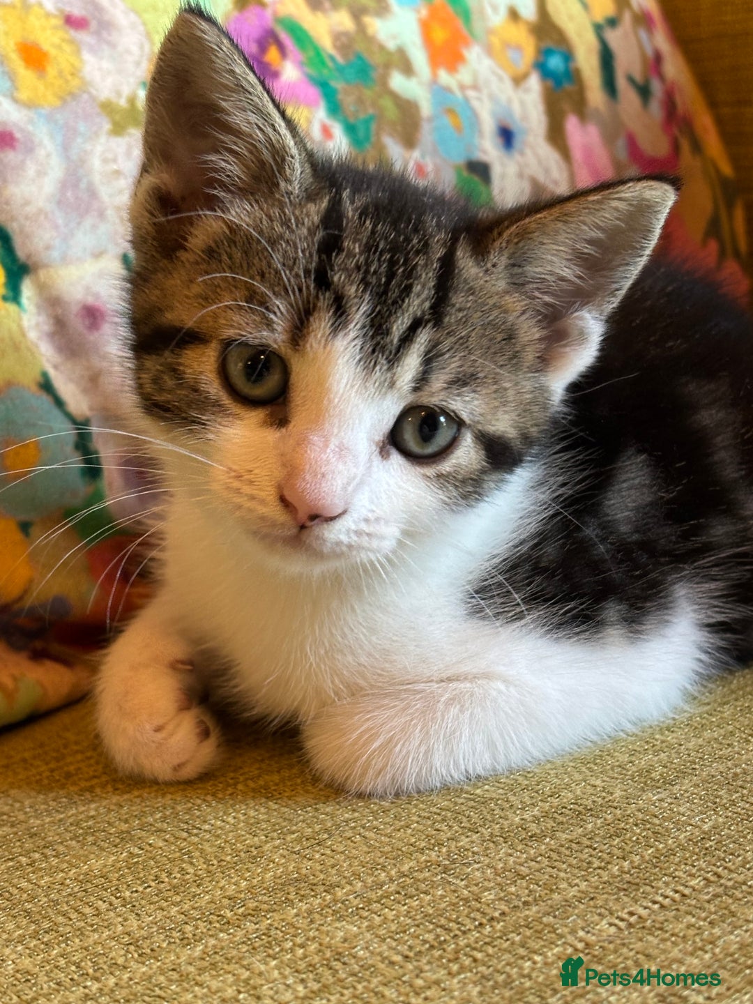 Mixed Breed cats for sale: 7 happy kittens ready for their new home - Image 1