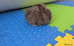 Mini Lop rabbits for sale: Cute mini lops - Image 5