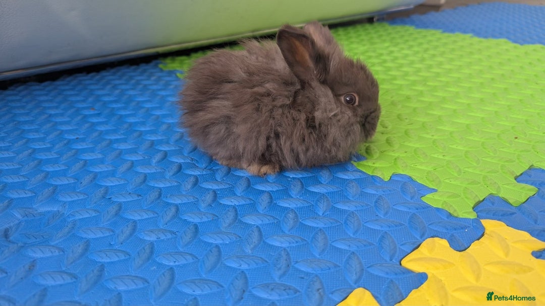 Mini Lop rabbits for sale: Cute mini lops - Image 5