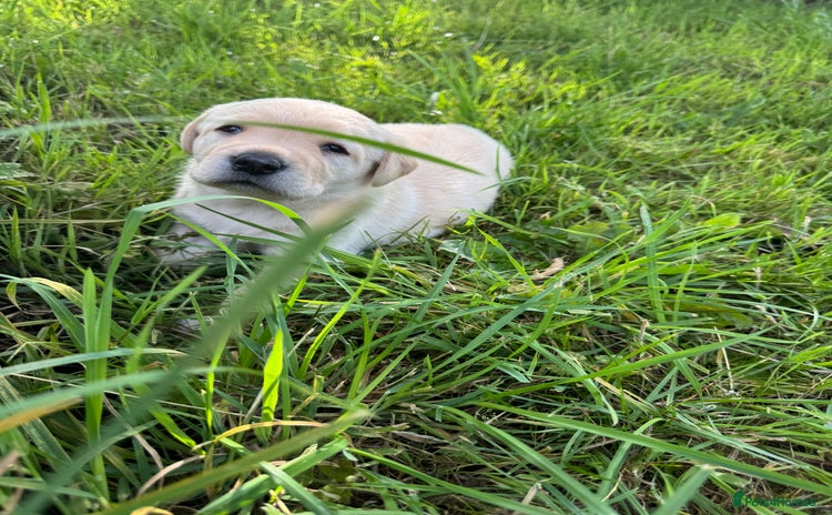 Labrador Retriever dogs - Advert 15