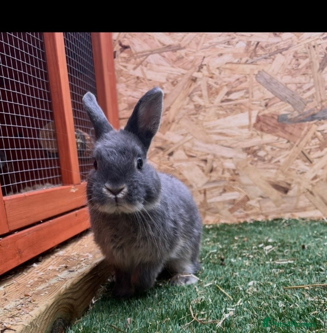 Netherland Dwarf rabbits for sale: 2 Male Netherland Dwarf rabbits 18 months old  - Advert 4