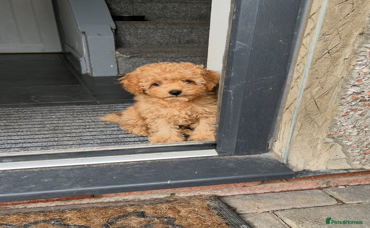 Cavapoo dogs - Advert 11