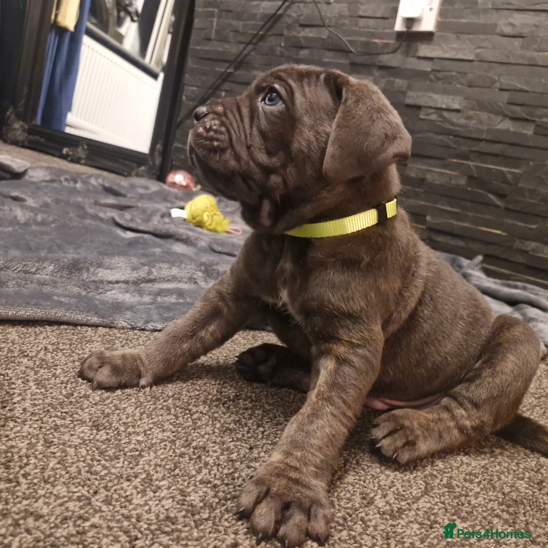 Cane Corso dogs for sale: EXCEPTIONAL PEDIGREE!! ONE BLUE GIRL AVAILABLE!! - Advert 9