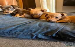 Jack Russell dogs for sale: Beautiful miniature jack russell puppies  - Image 18