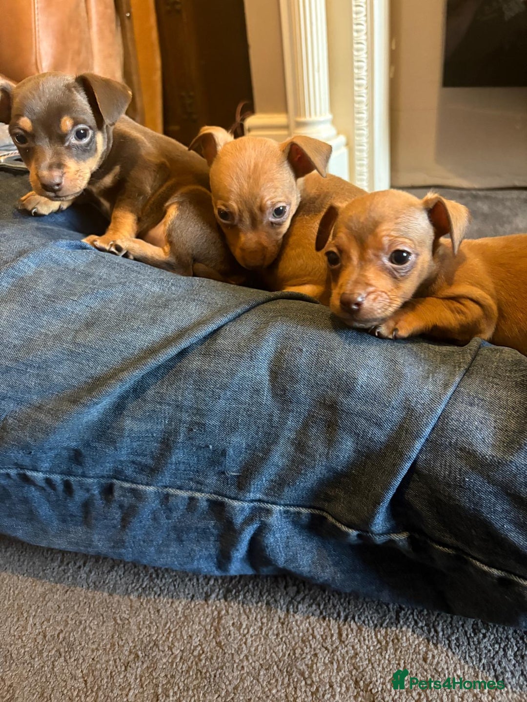 Jack Russell dogs for sale: Beautiful miniature jack russell puppies  - Image 18