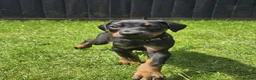 Dobermann dogs for sale: ☆☆Ready to leave Today  Black Doberman Puppies☆☆ - Advert 6