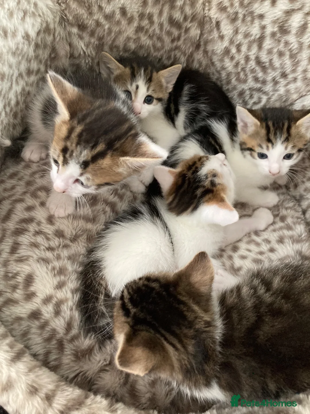 Mixed Breed cats for sale: Kitten looking for there forever loving home  in Newcastle upon Tyne - Advert 6