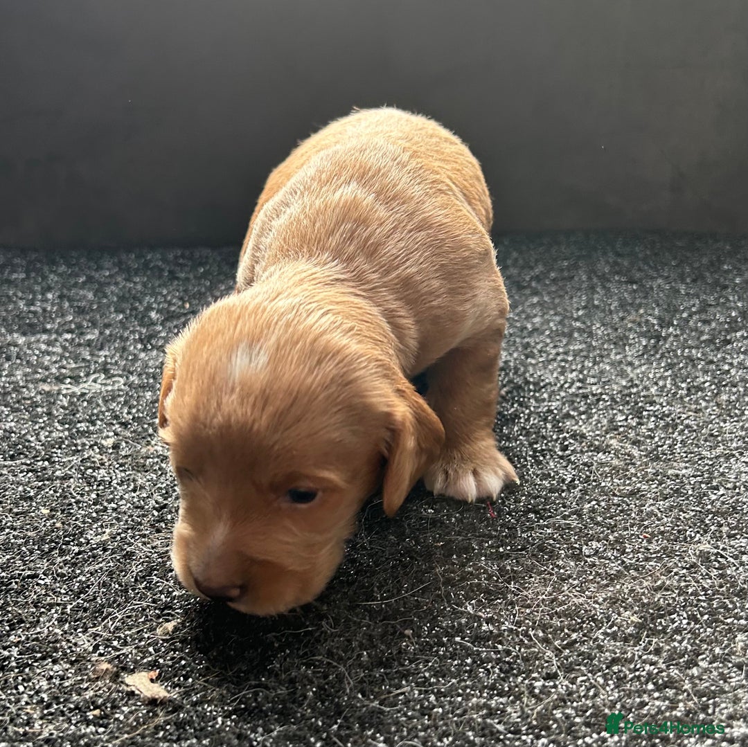 Cockapoo dogs for sale: Cockapoo puppies ginger/golden - Advert 21