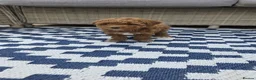 Maltipoo dogs for sale:  Adorable Tiny Toy Maltipoo puppies 🐶 - Advert 18