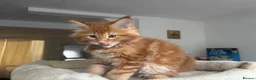 Maine Coon cats for sale: Ready Now TICA Registered Maine Coon Kittens Red - Advert 10