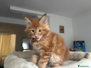 Maine Coon cats TICA Reg Maine Coon Kittens Ginger Red - Advert 5