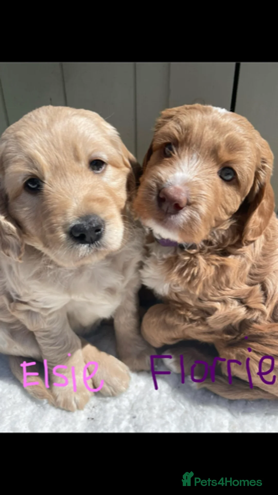 Labradoodle dogs for stud: Multigen/F3b Labradoodle Stud in Calne - Advert 10