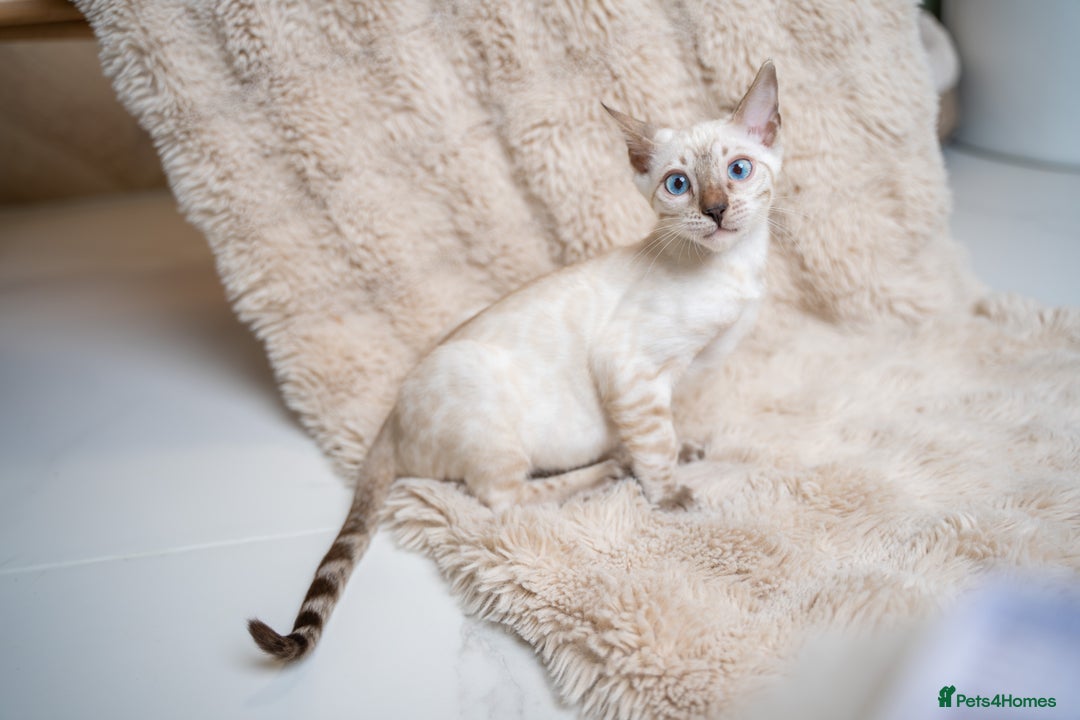 Bengal cats for sale: FRANCO- Snow Bengal Boy- Excellent traits-TICA reg - Advert 29