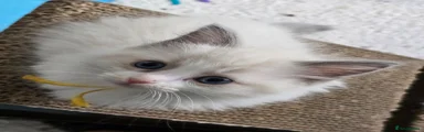 Ragdoll Kitten 3