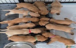 Labrador Retriever dogs for sale: KC REG Lab puppys x 2/11 ready to take home - Image 2
